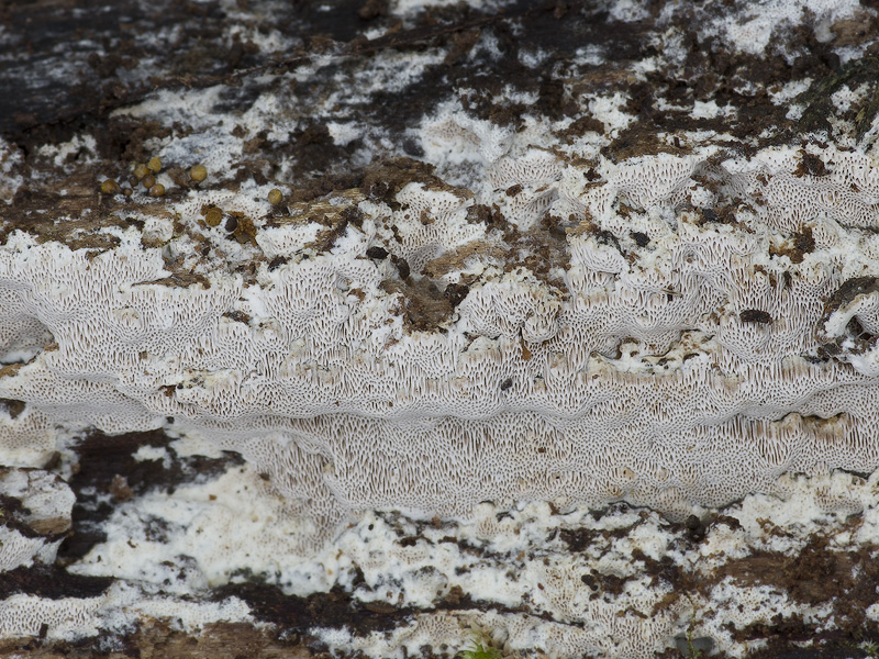 Aporpium canescens